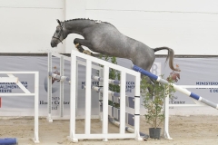 Cavallo grigio che salta ostacolo durante la rassegna allevatoriale Masaf premio interregionale e regionale  Nord Italia che si è tenuta tra il 22 e il 24 settembre 2023