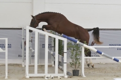 Cavallo marrone con zampe bianche che salta un ostacolo durante la rassegna  allevatoriale Masaf premio regionale ed interregionale Nord Italia che si è tenuta tra il 22 e il 24 settembre 2023